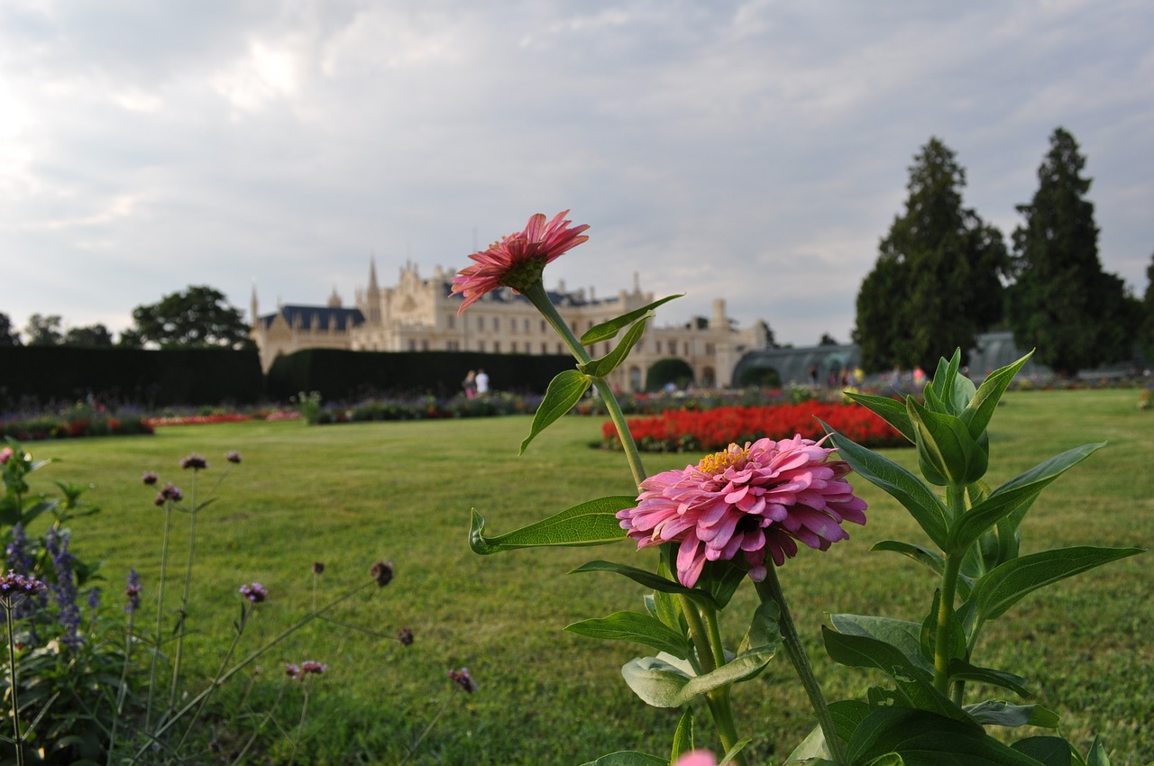 flower plant plants free photo