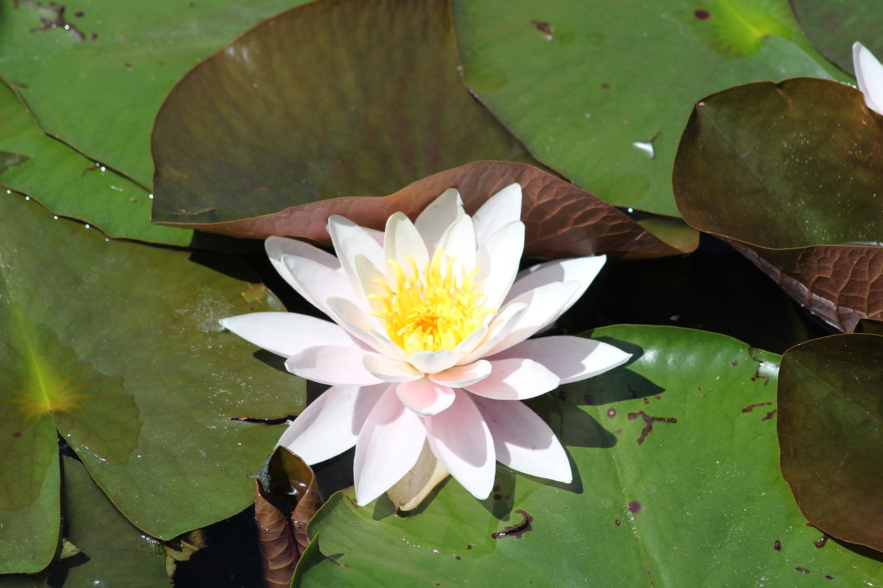flower water lilies pond free photo