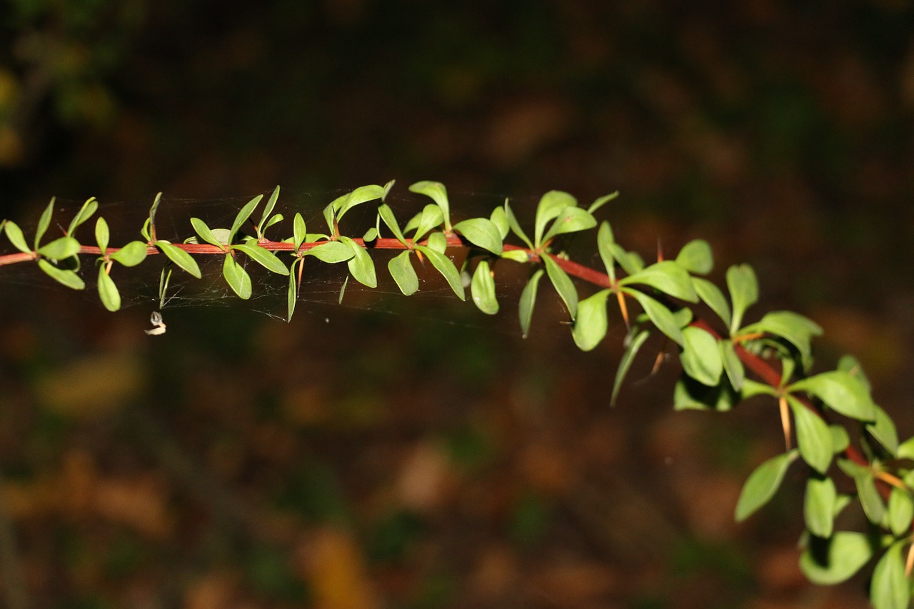 flower garden green free photo