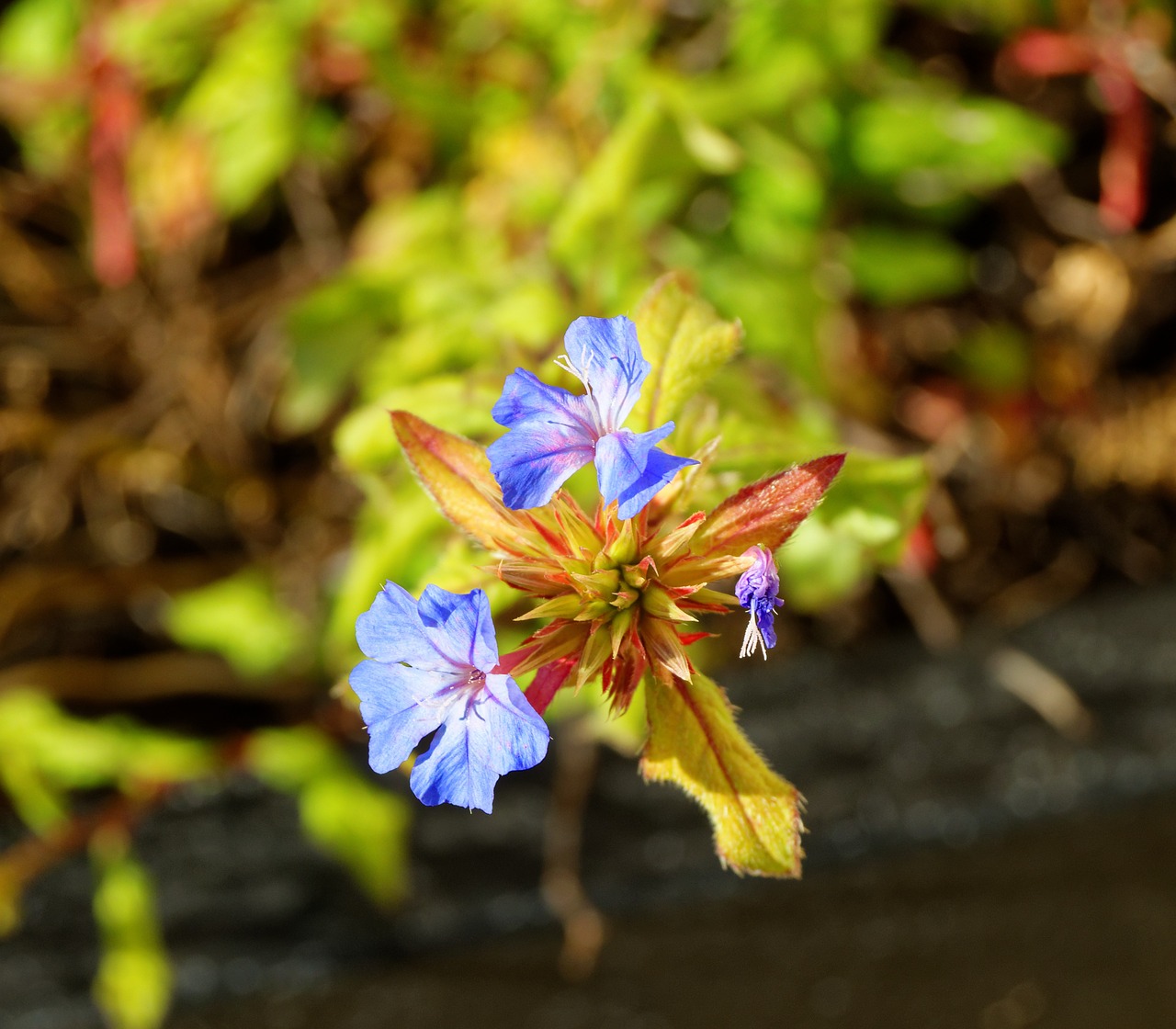 flower blue nature free photo