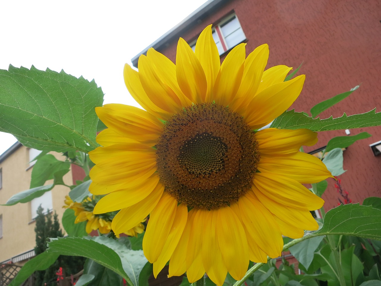 flower sunflower summer free photo