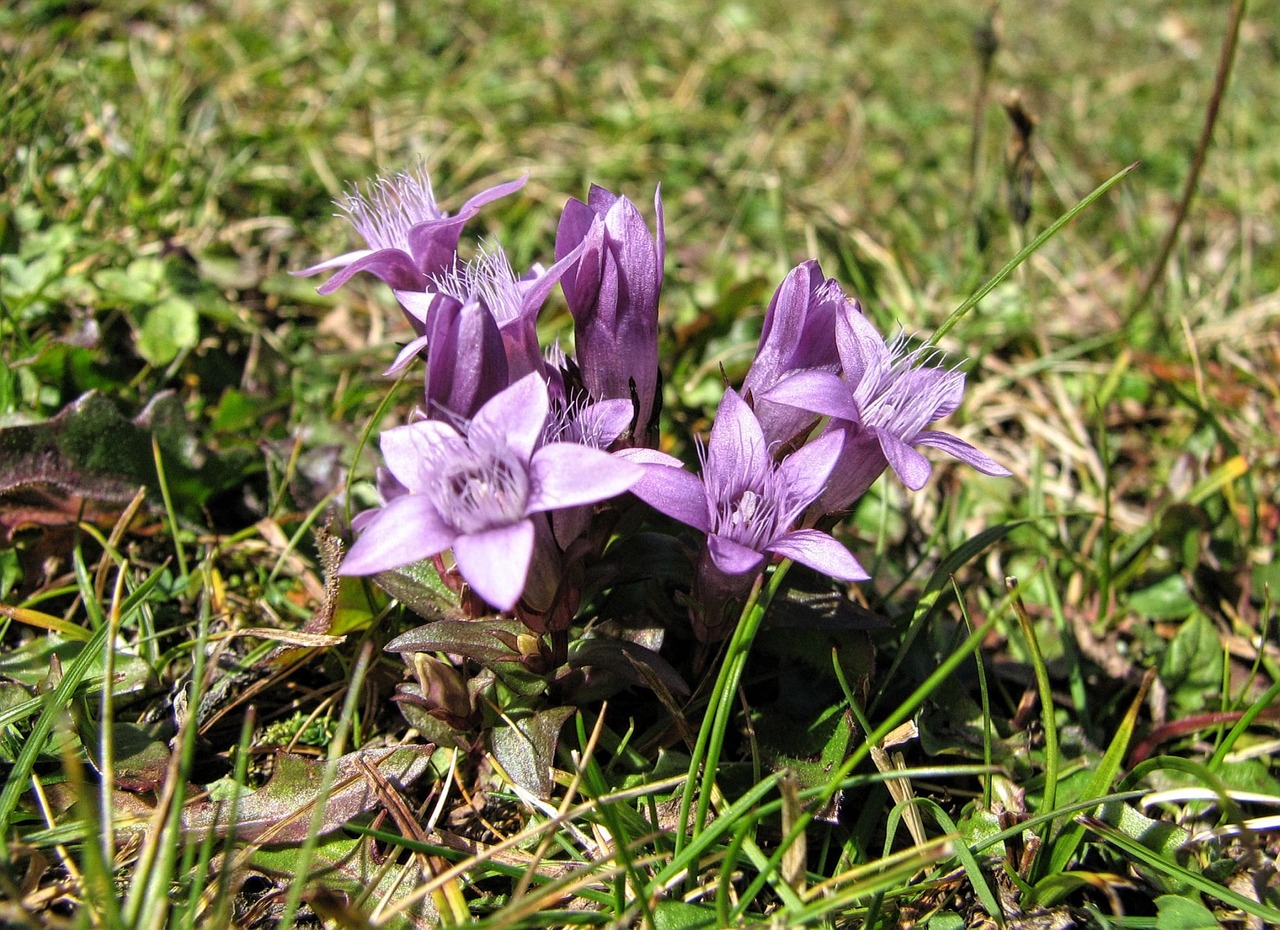 flower viola violet free photo