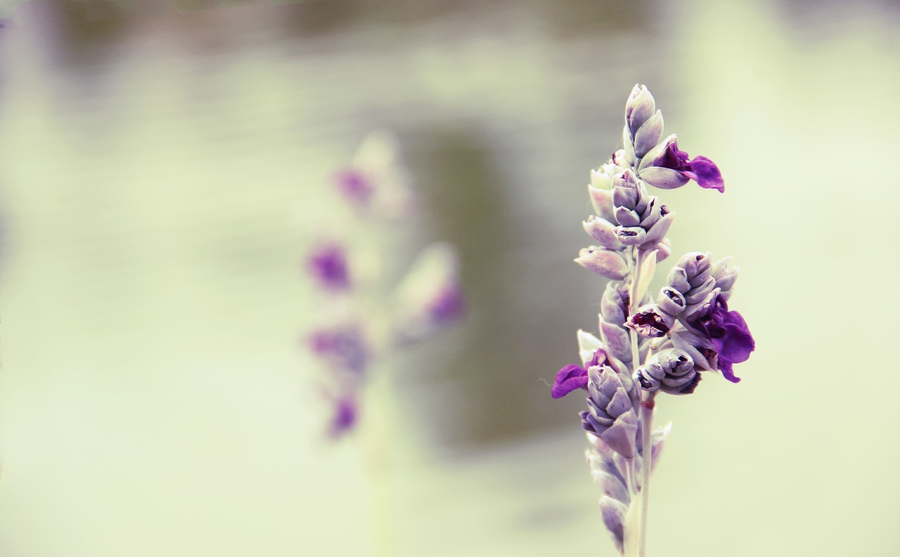 flower purple riverside free photo