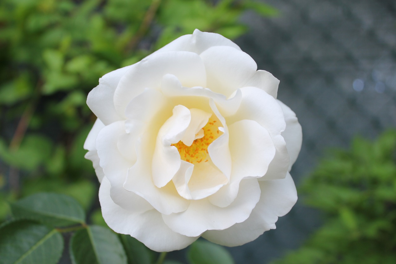 flower rosa white free photo