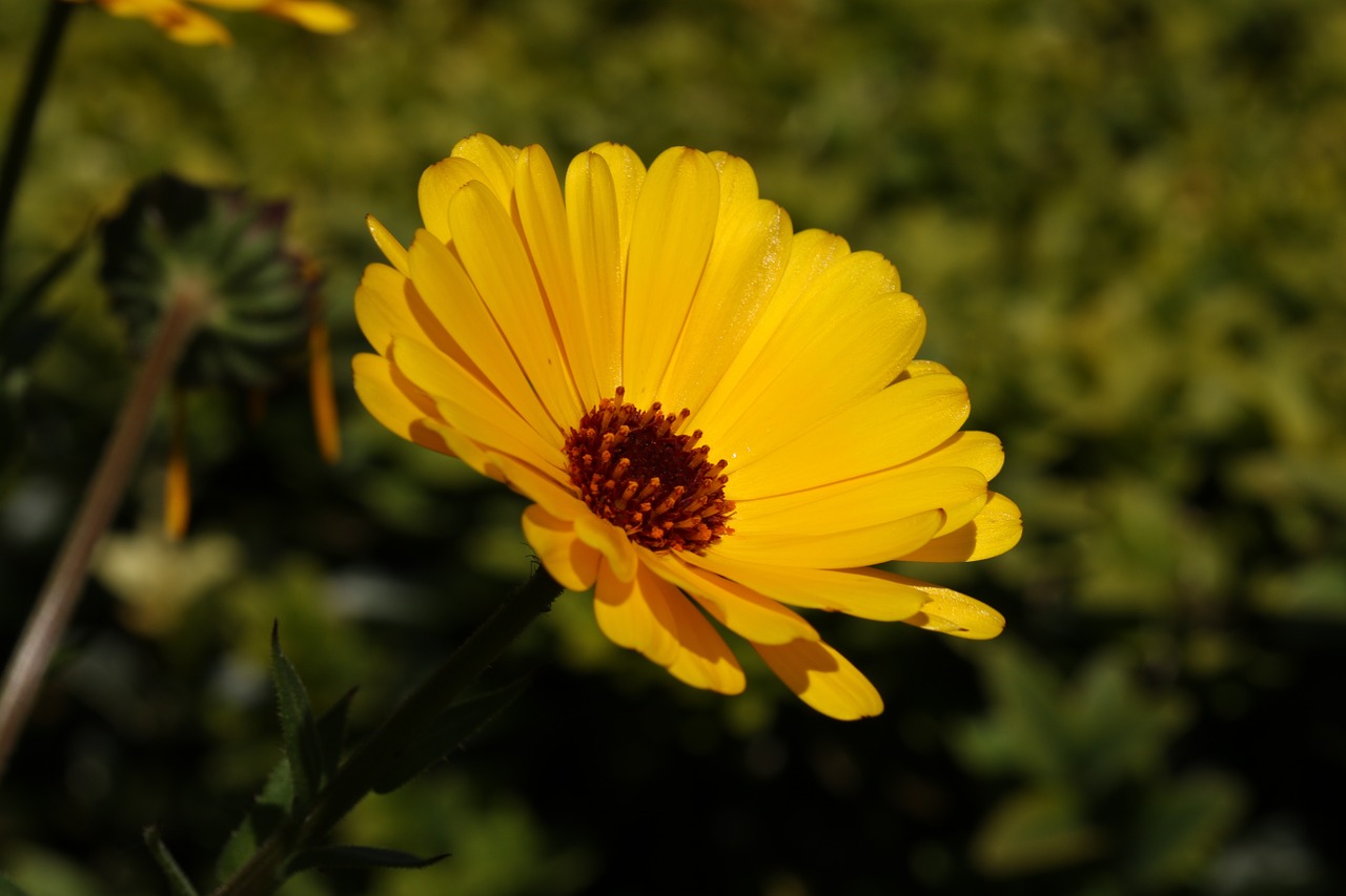 flower yellow garden free photo