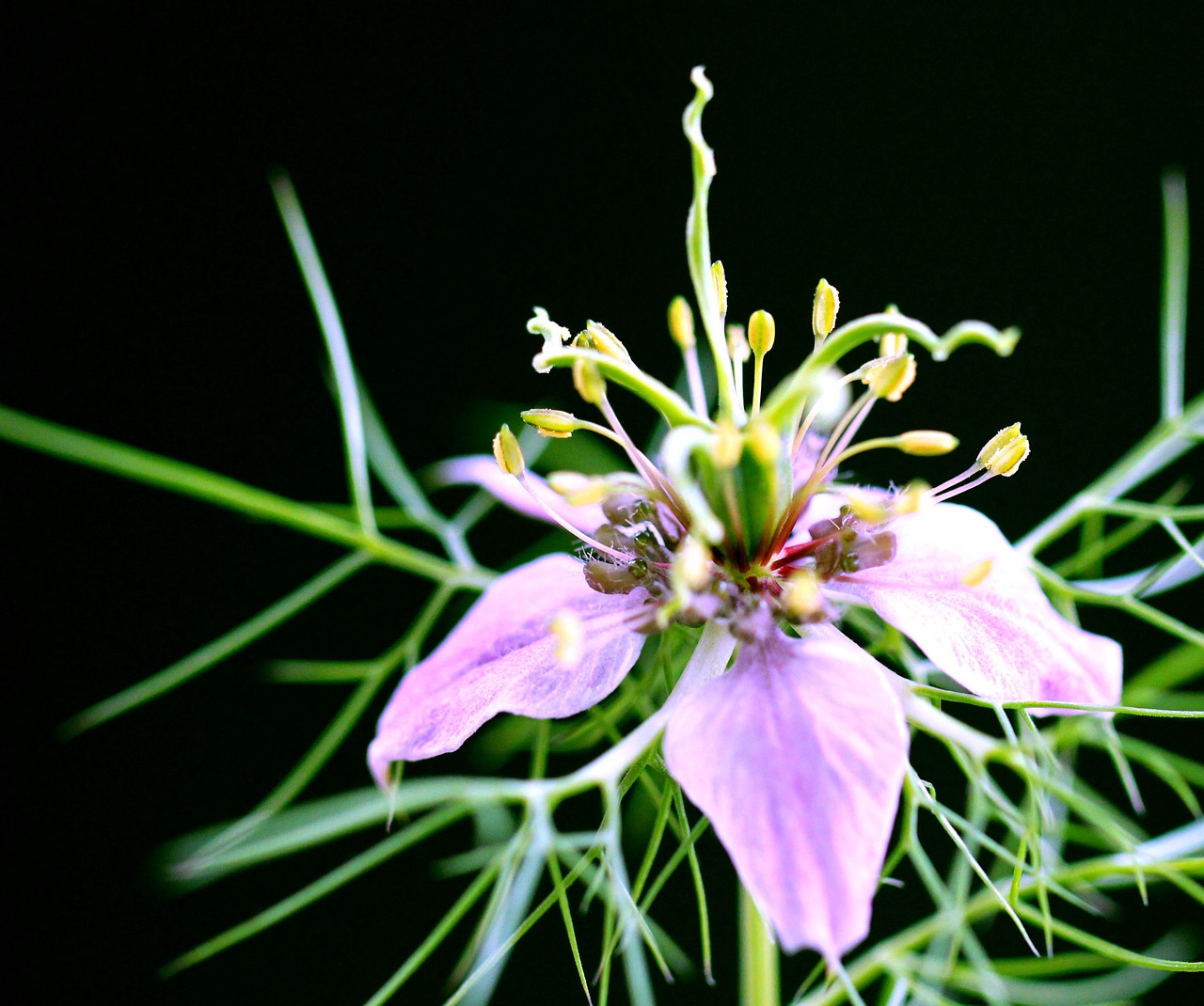 flower blossom plant free photo