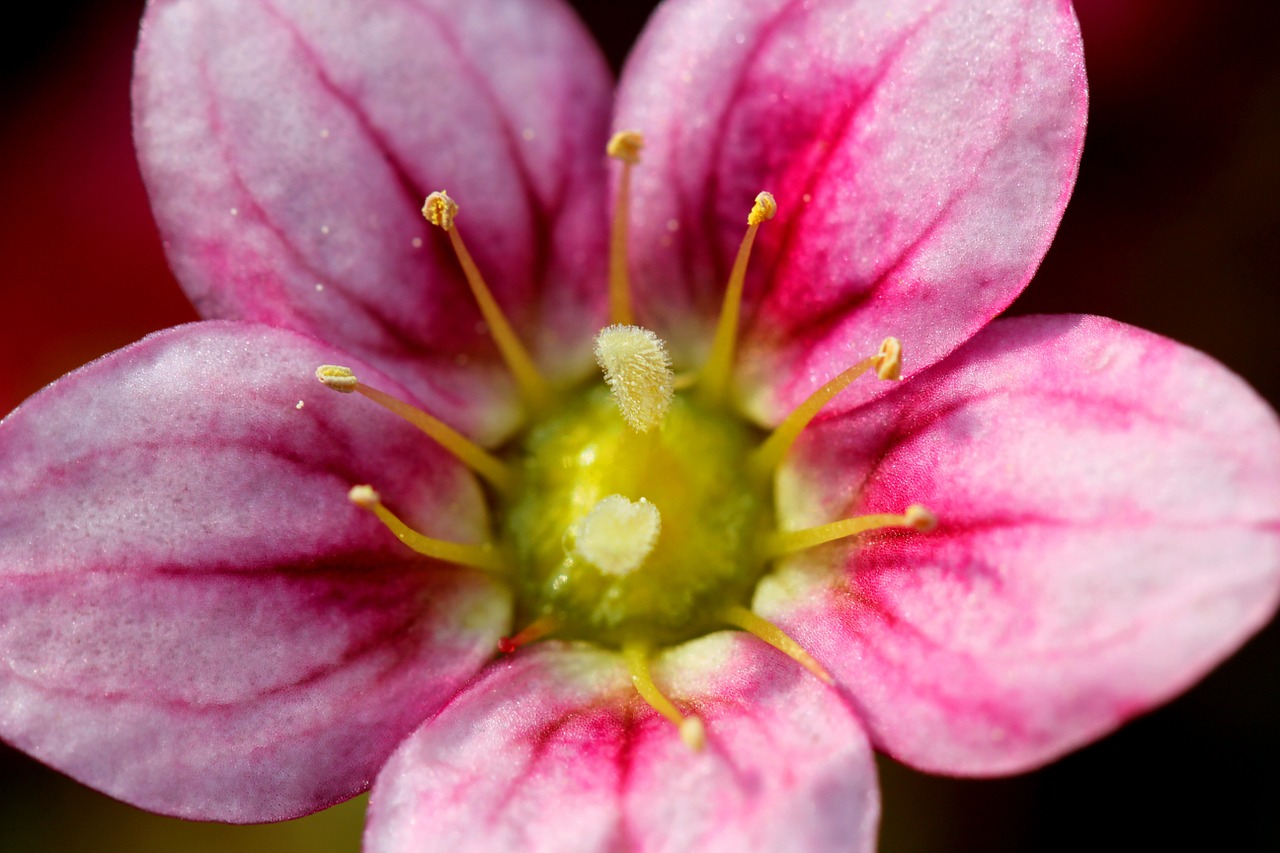 flower blossom plant free photo