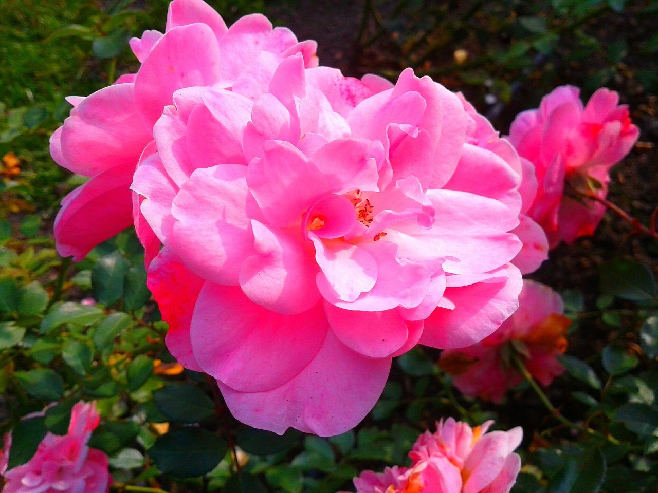 flower rose plant free photo