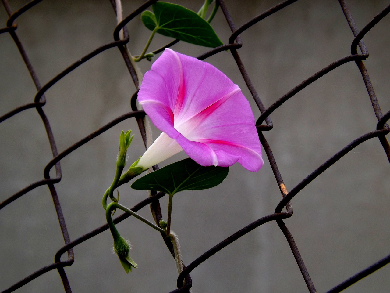 flower violet zorea free photo