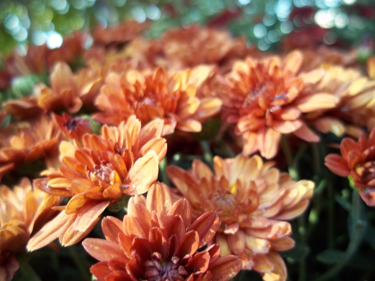 flower orange summer free photo