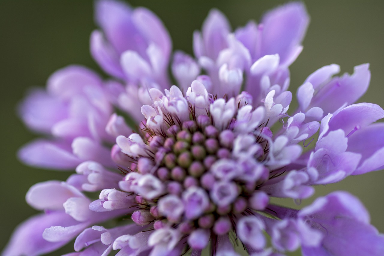flower purple macro free photo