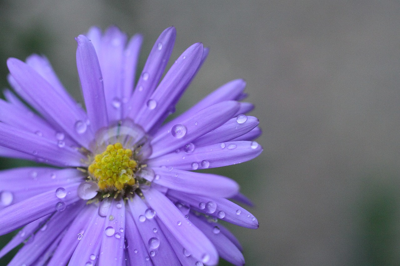 flower blossom bloom free photo