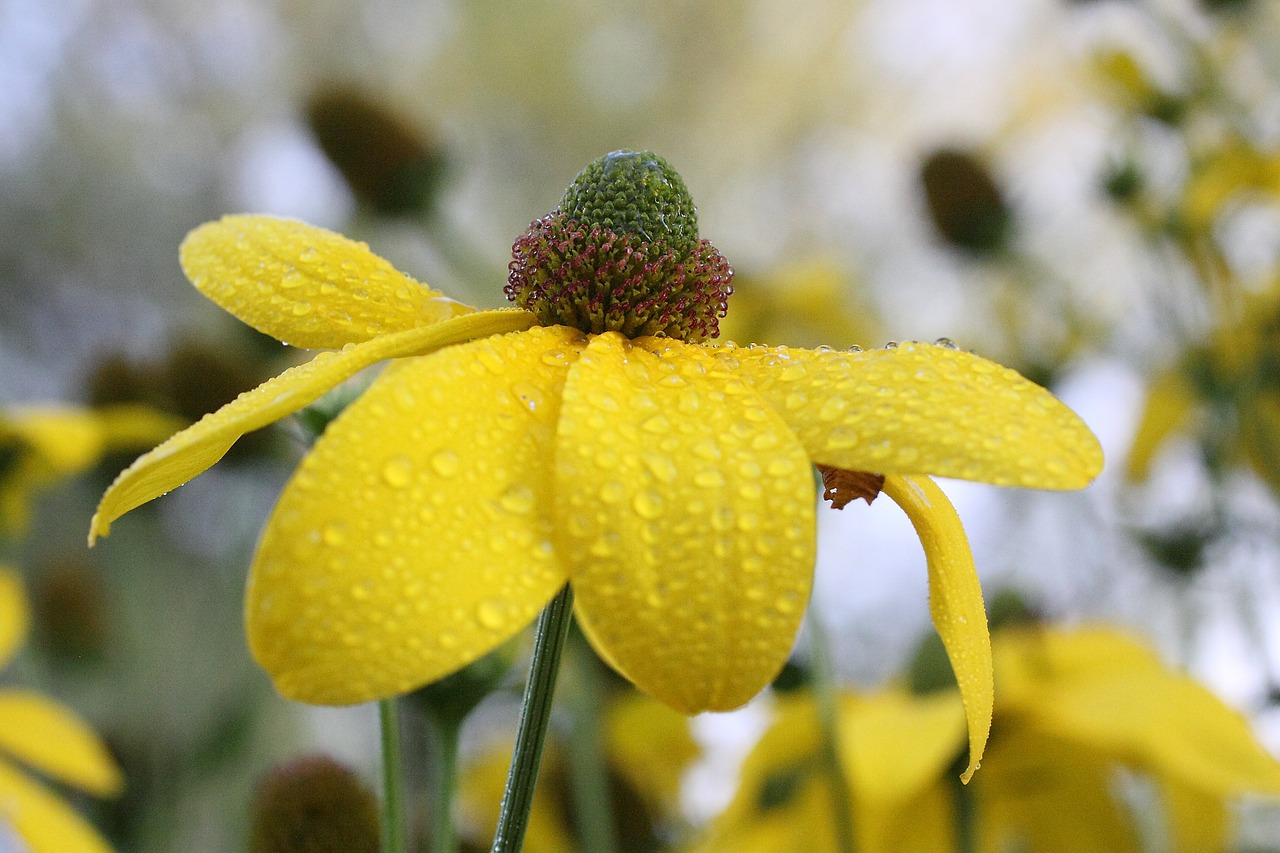 flower plant yellow free photo