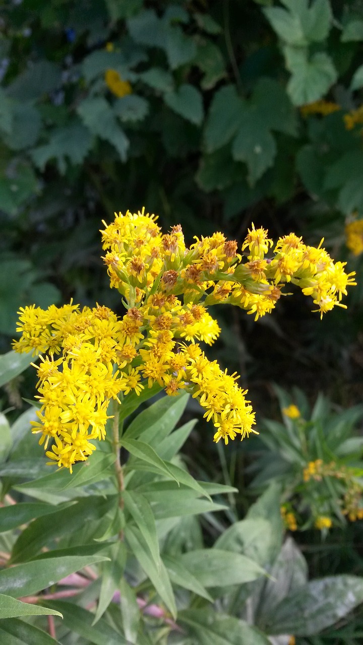 flower plant blossom free photo