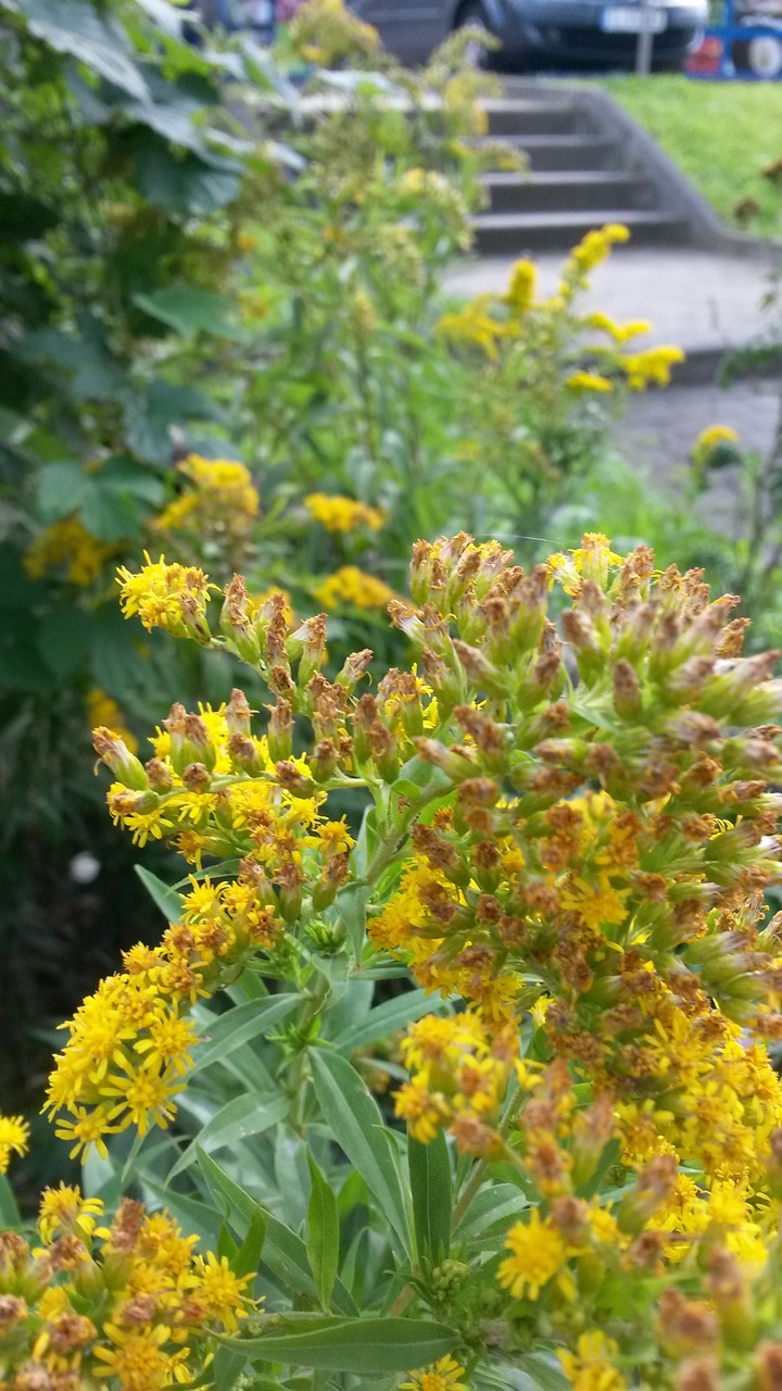 flower plant blossom free photo