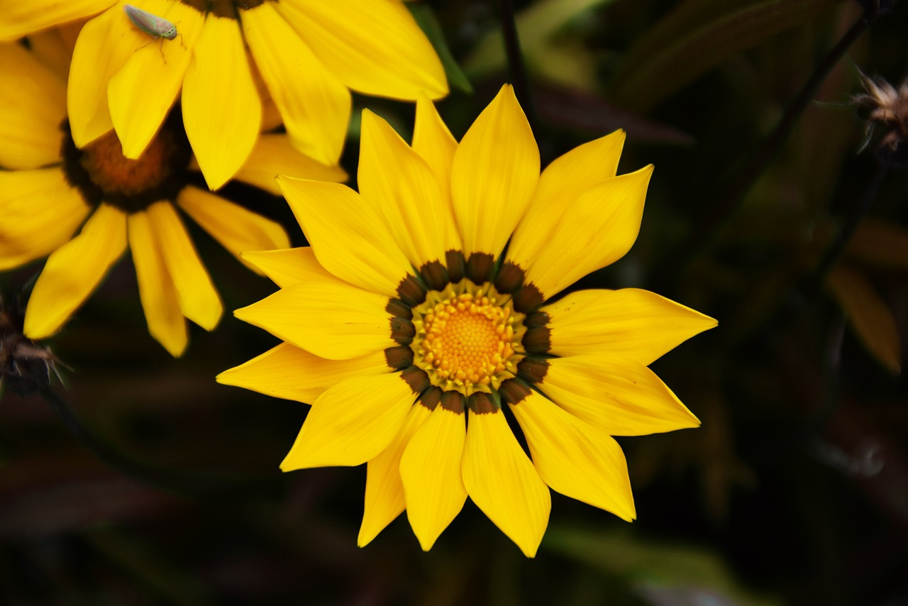 gazania flower spring free photo