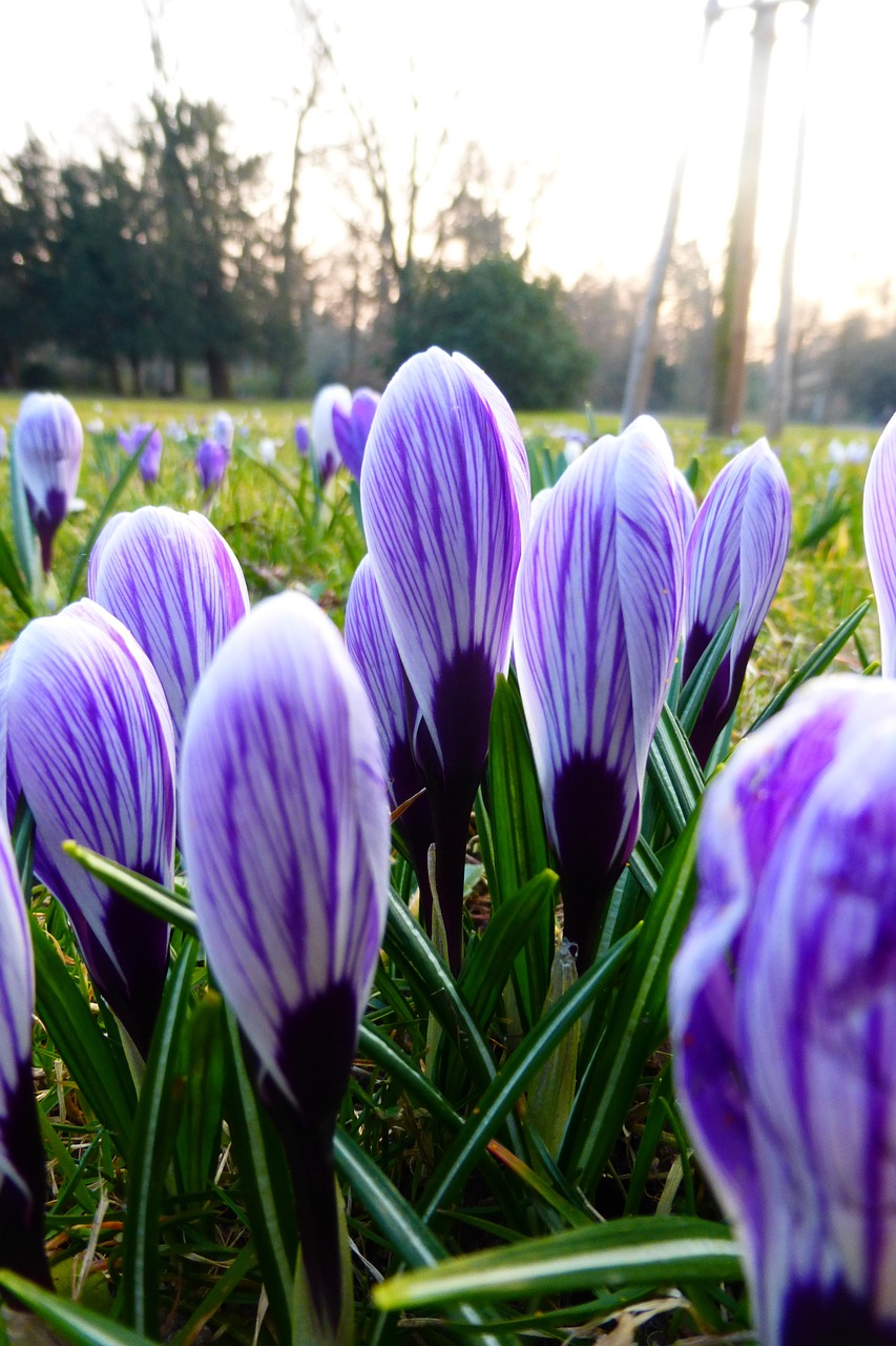 flower spring blossoms free photo