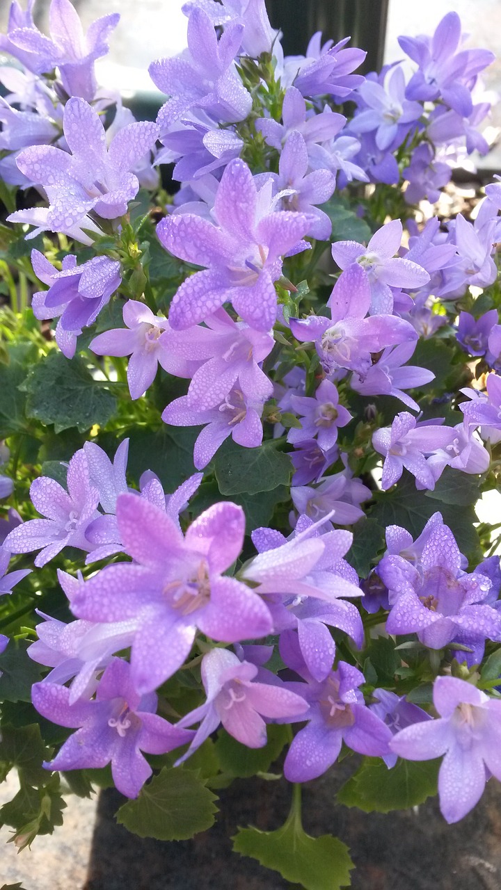 flower plant nature free photo