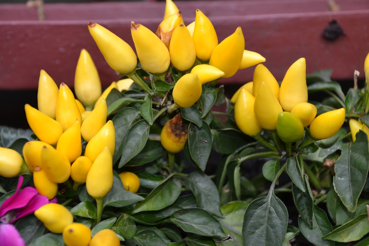 flower plant bud free photo