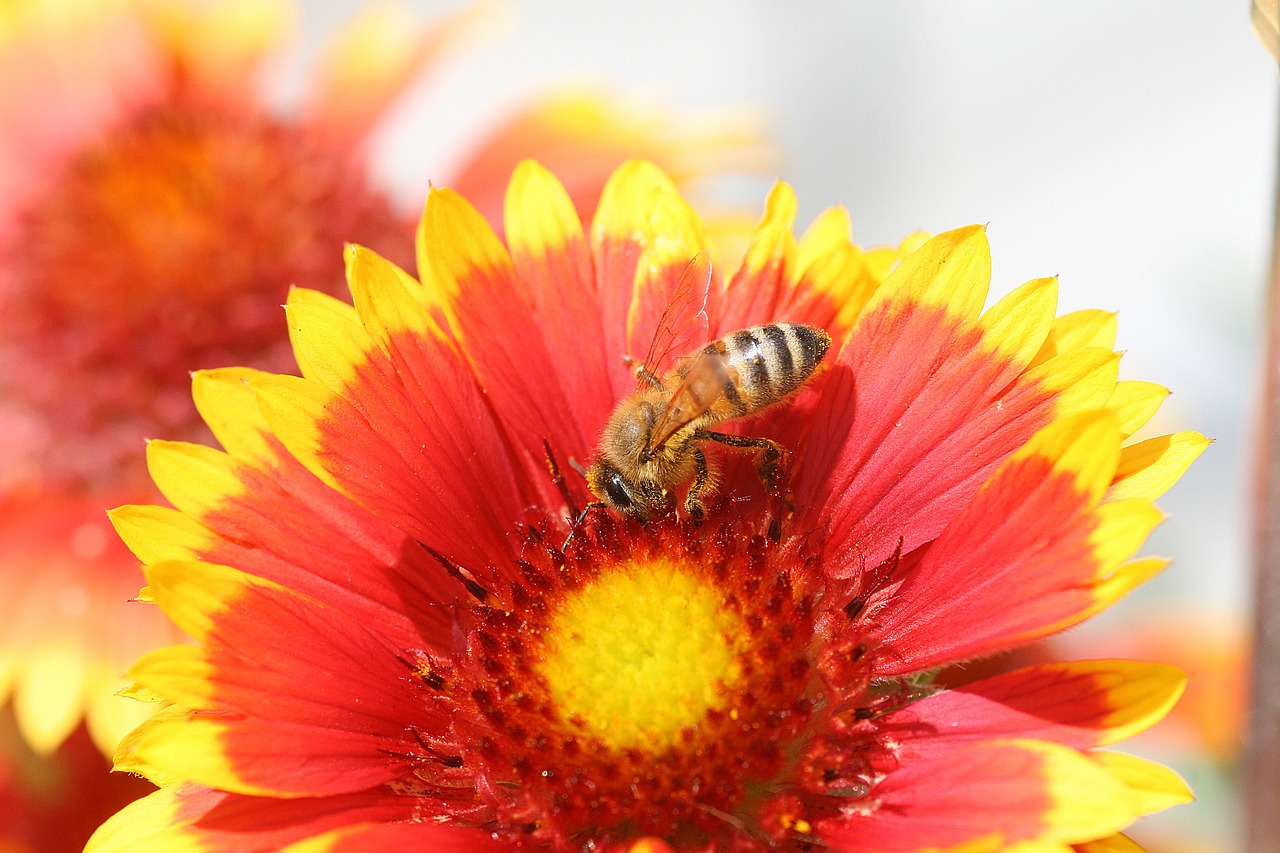 flower insect flowering red yellow free photo