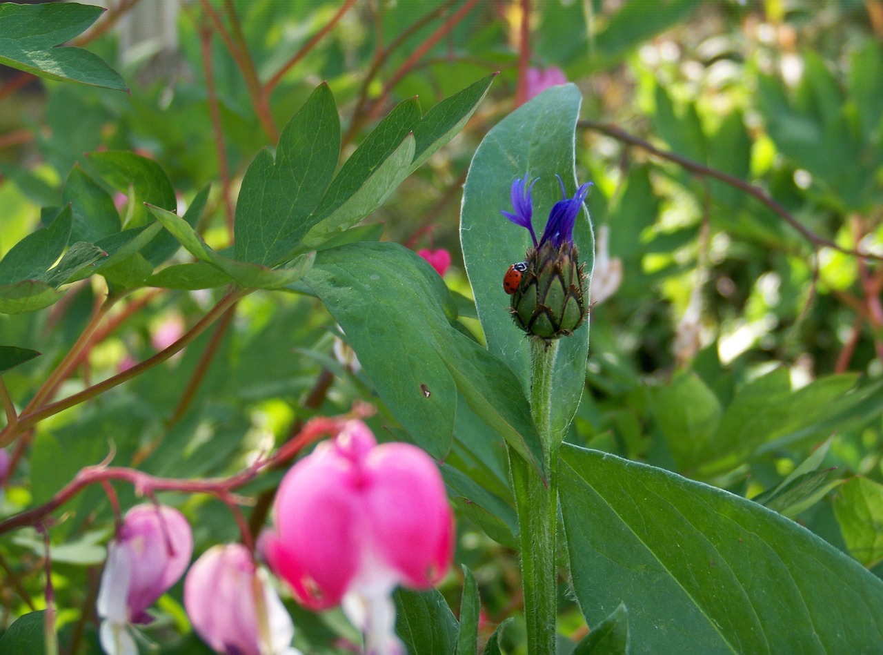 flower lady bug purple free photo
