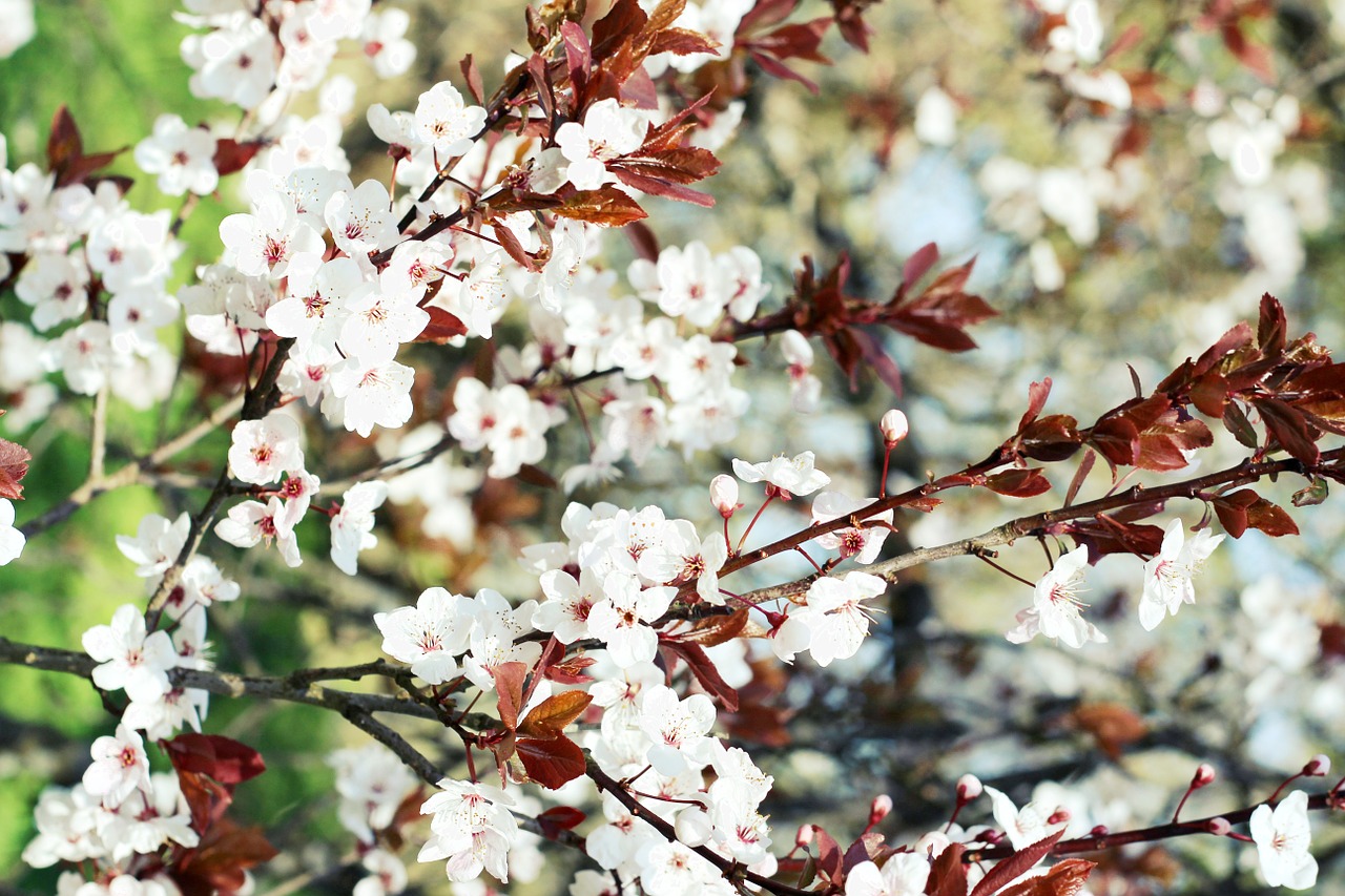 flower spring tree free photo