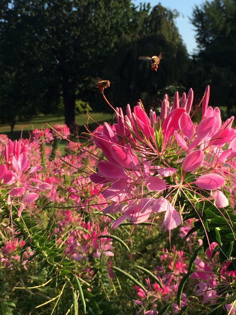 flower pink nature free photo