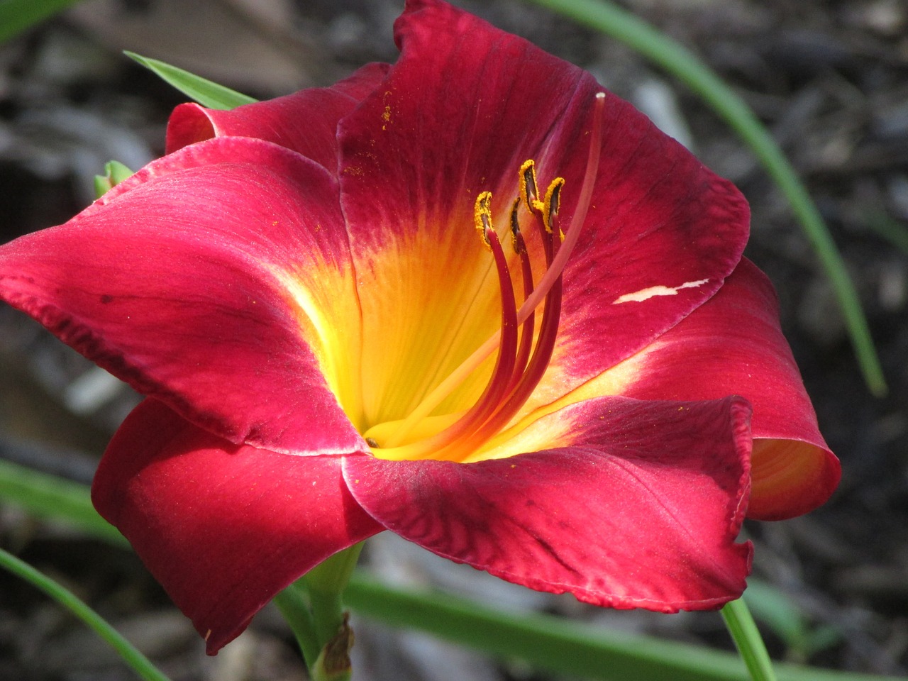 daylily flower red free photo