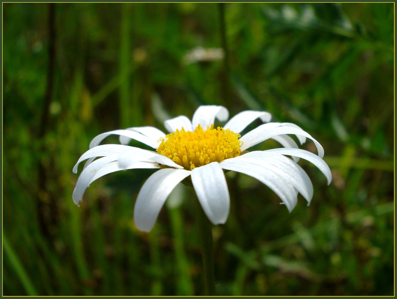 flower daisy nature free photo