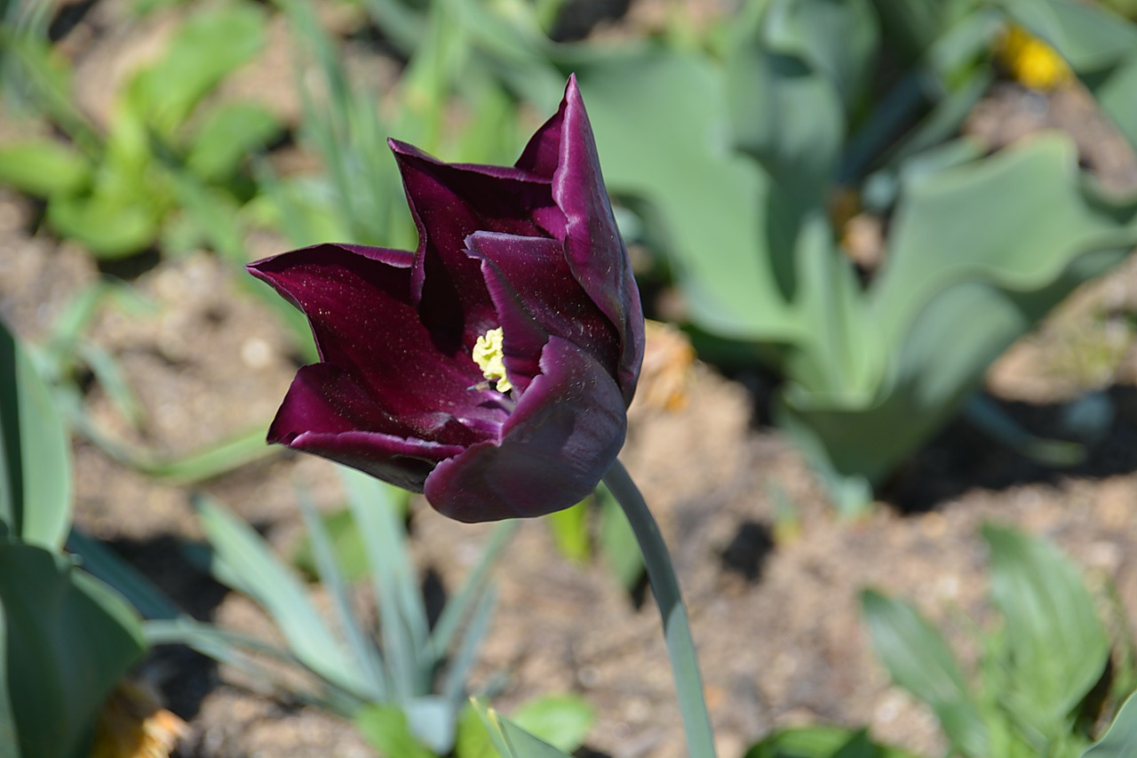 flower tulip petal free photo