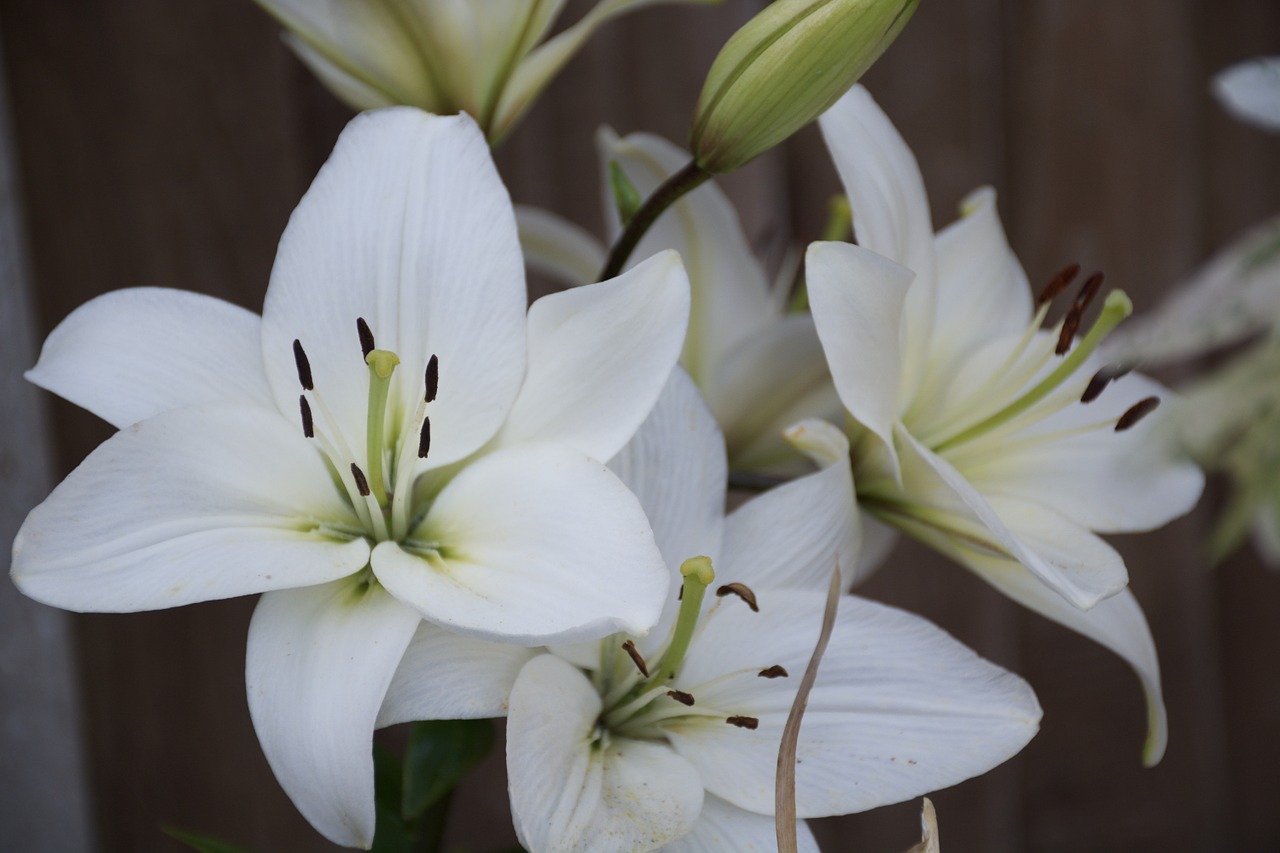 flower lily floral free photo