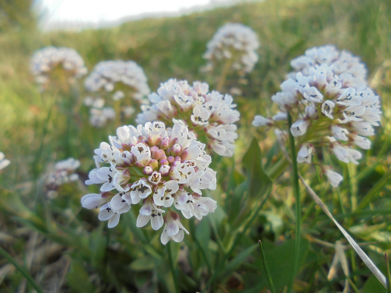 flower white plant free photo