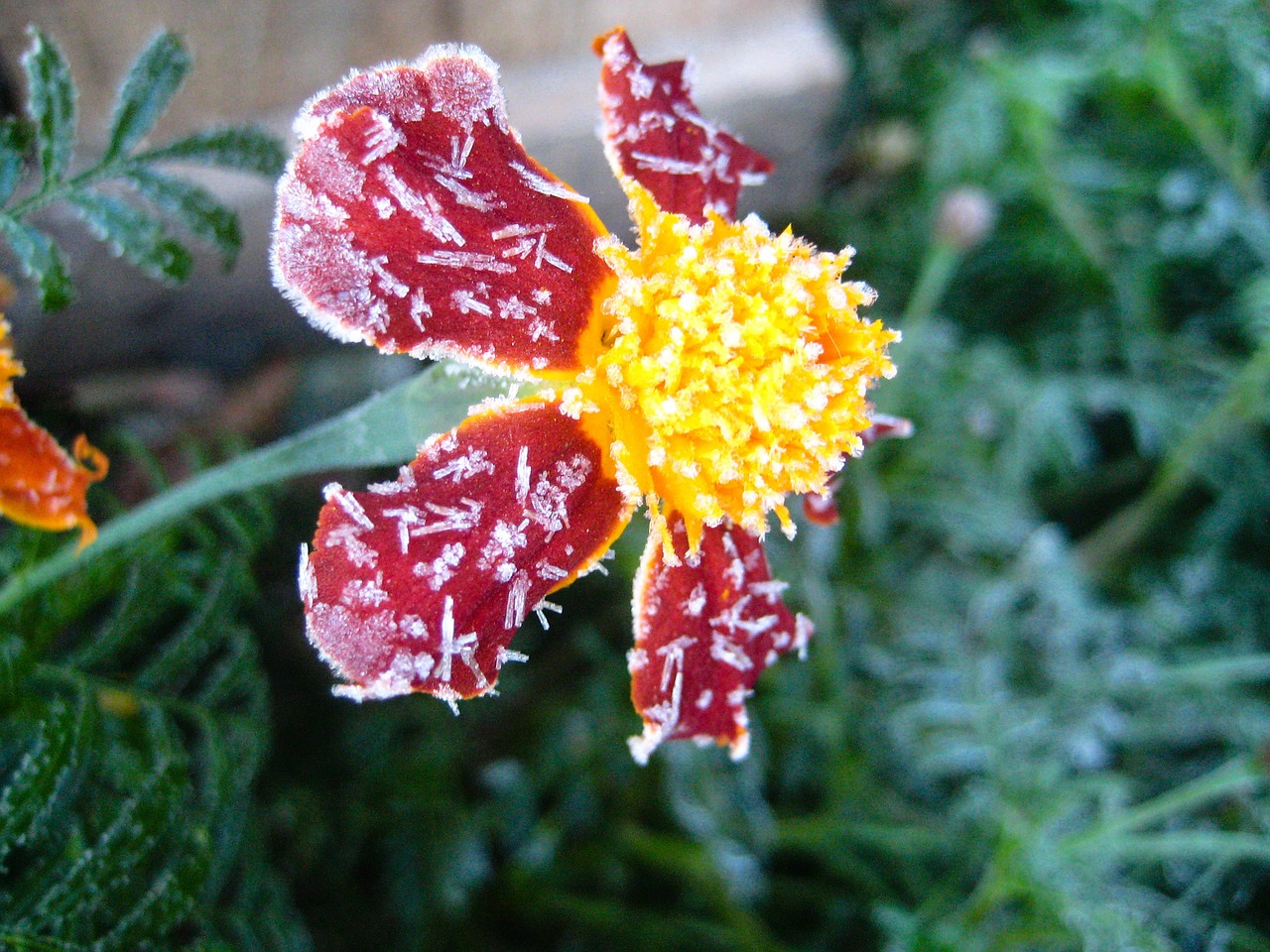 flower frost red free photo