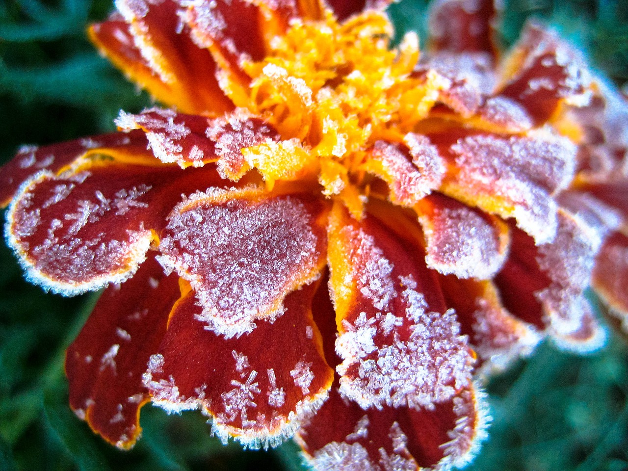 flower frost red free photo