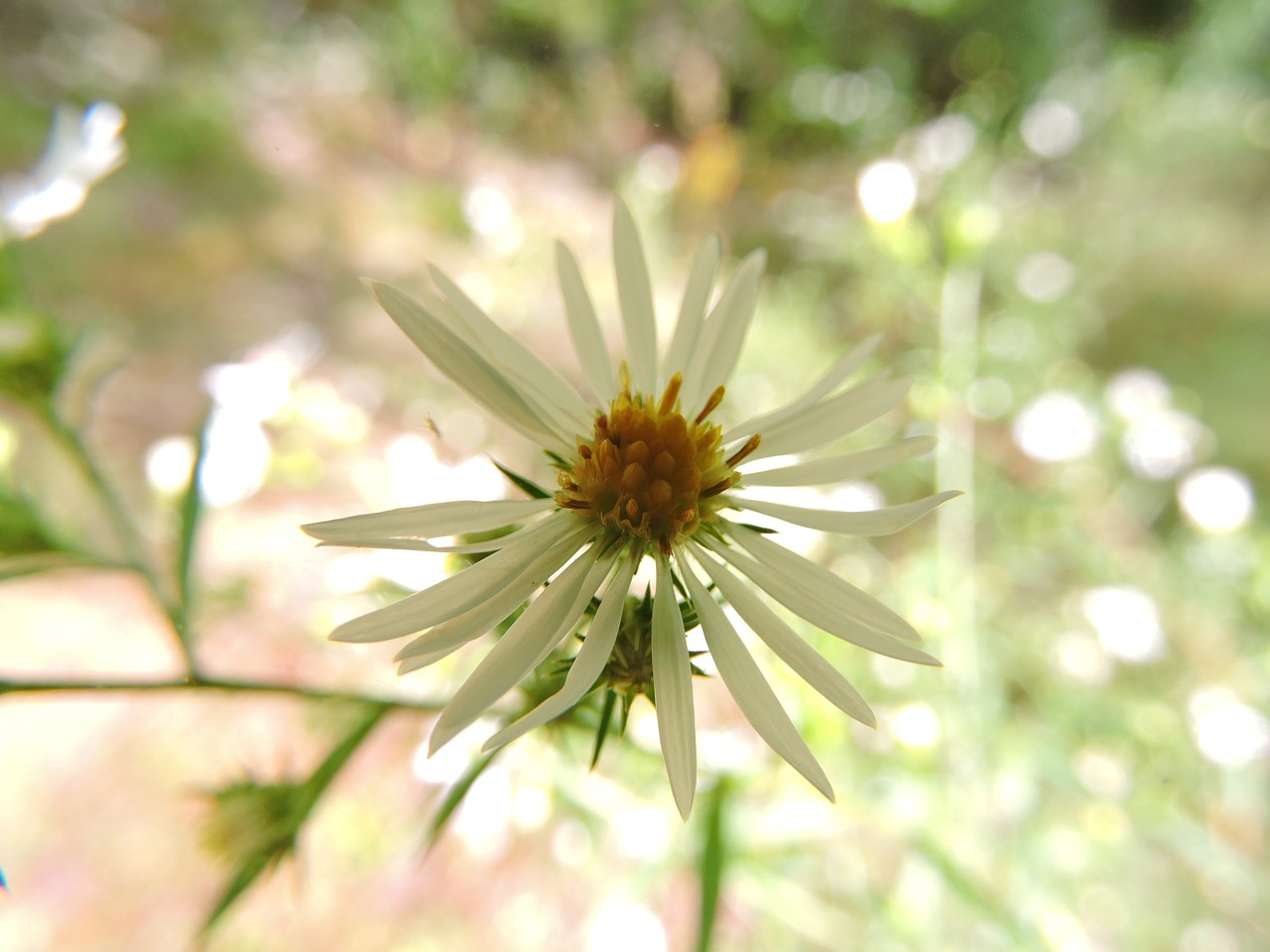 flower daisy nature free photo