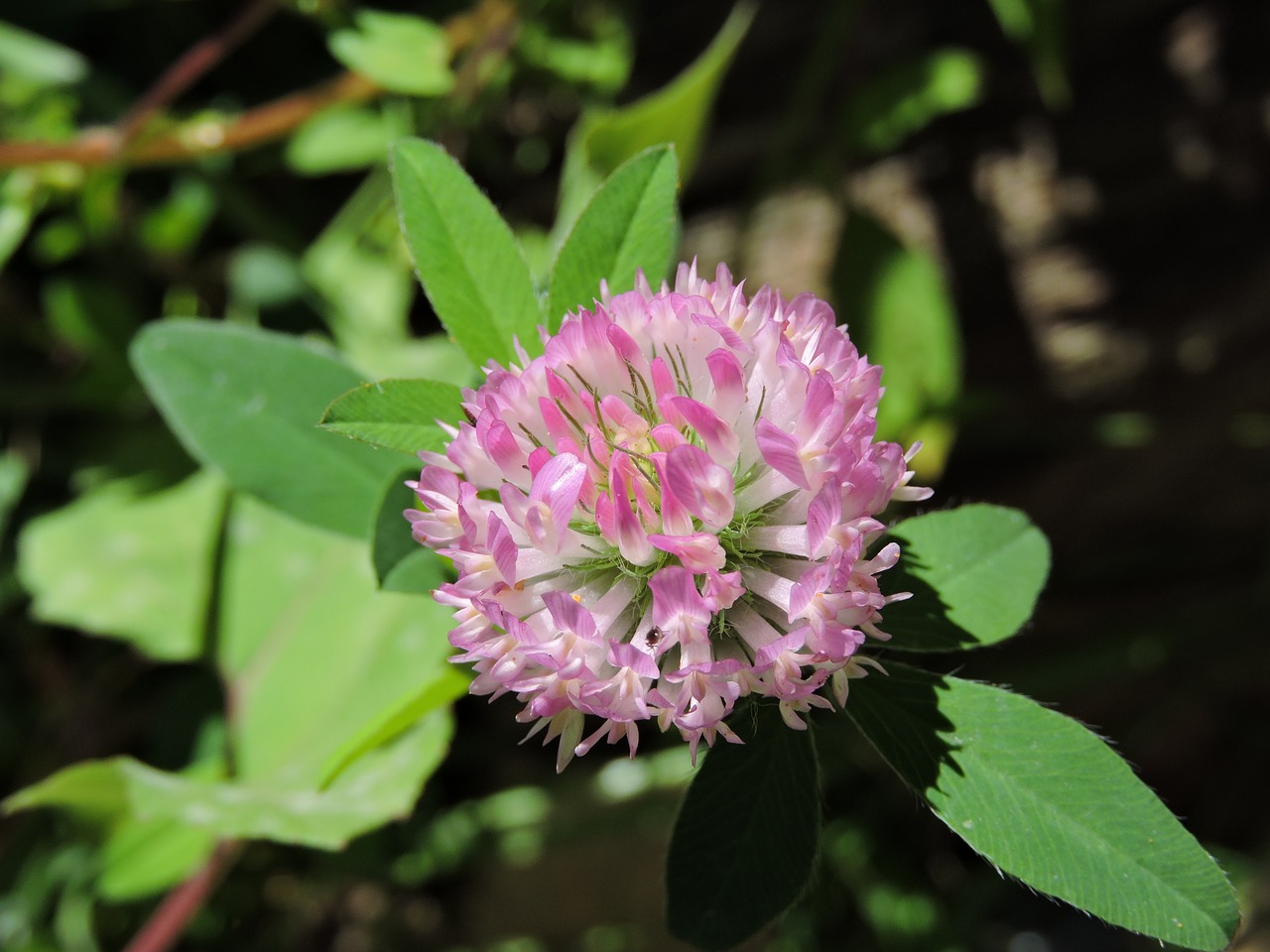 flower clover nature free photo