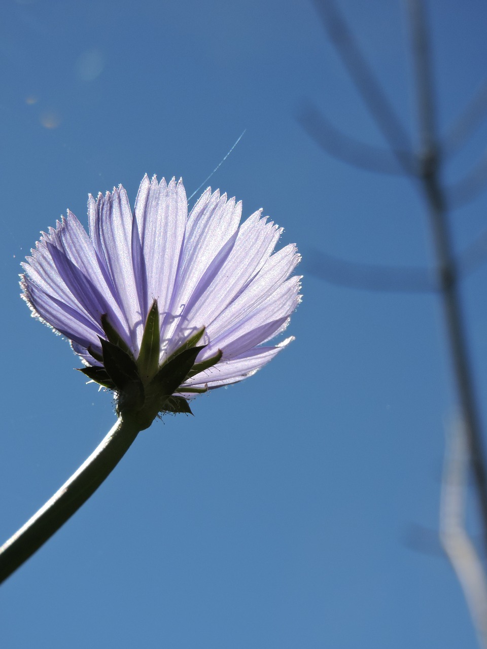 flower nature floral free photo