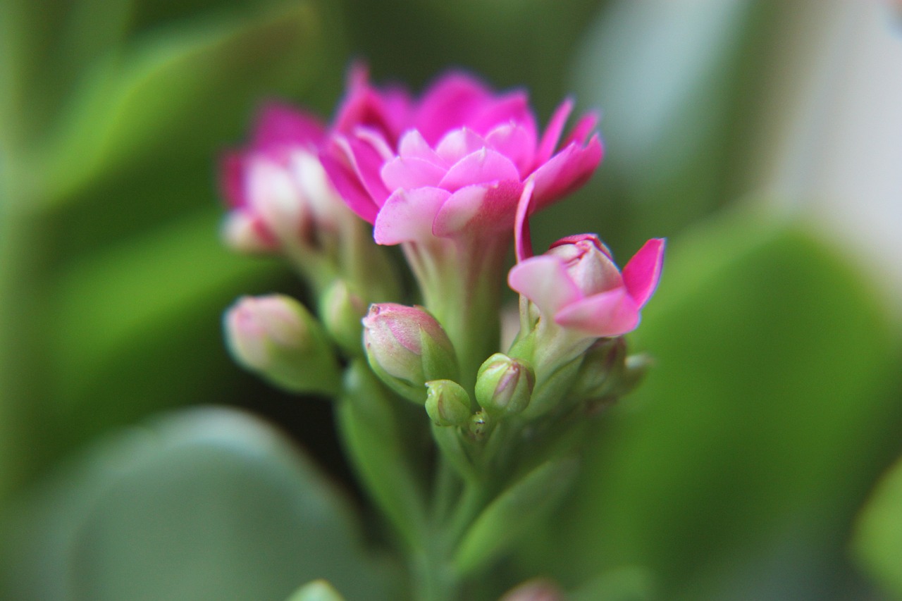 flower bud kalanchoe free photo