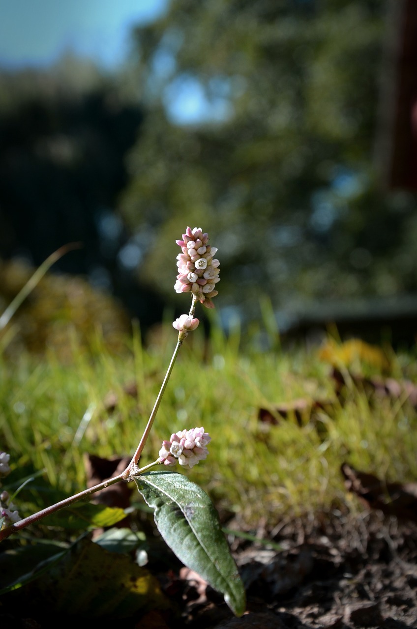 flower small spring free photo