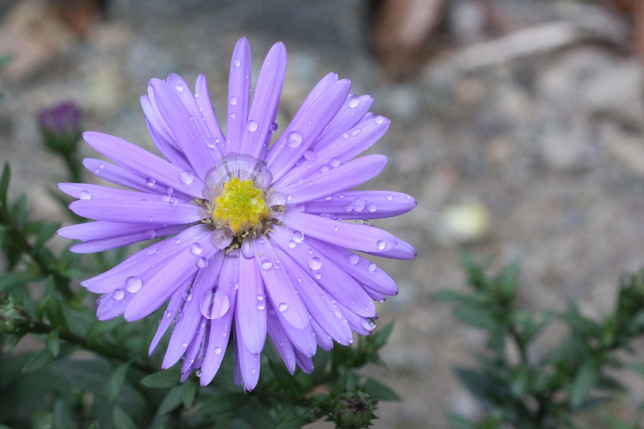 flower blossom bloom free photo