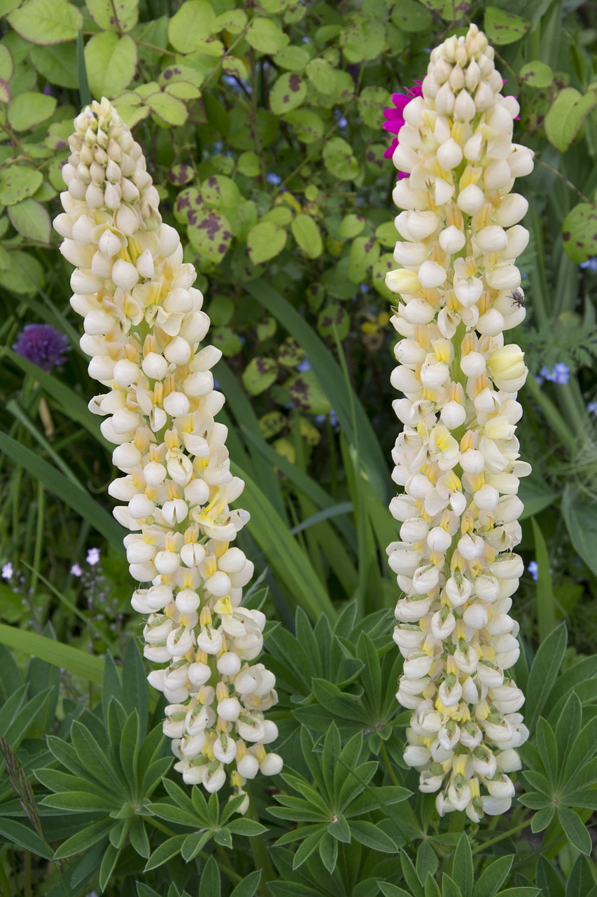 flower lupine nature free photo