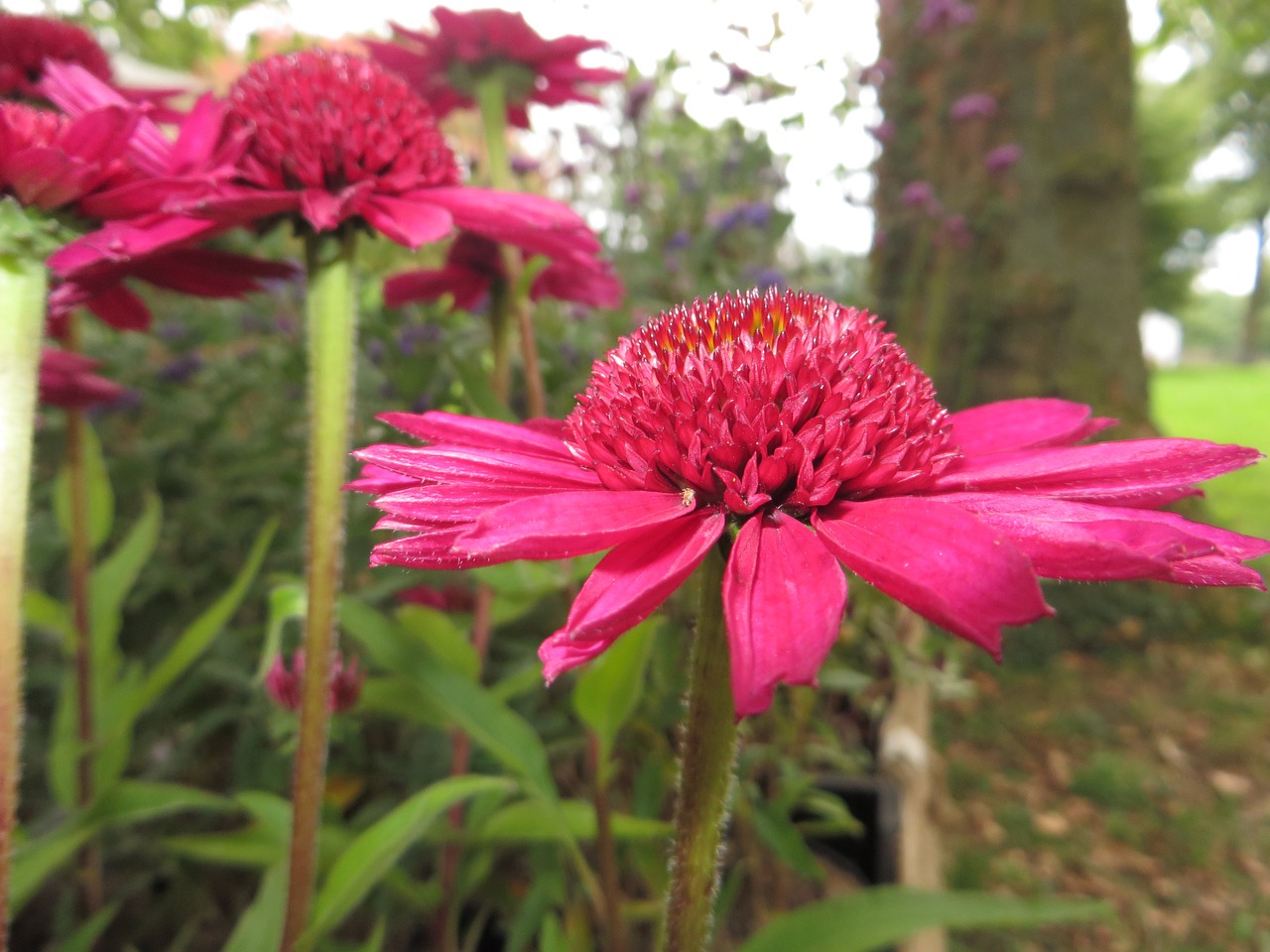 flower pink petal free photo