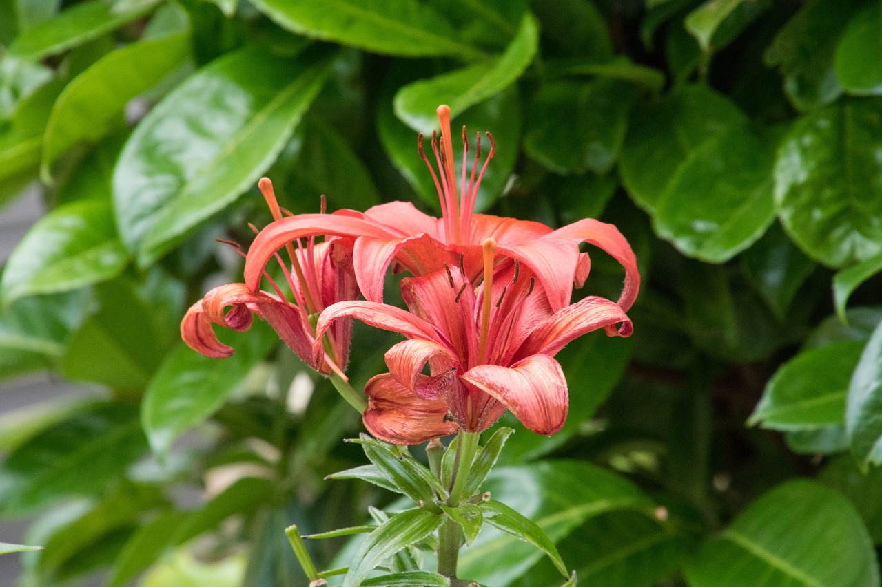 flower lily plant free photo