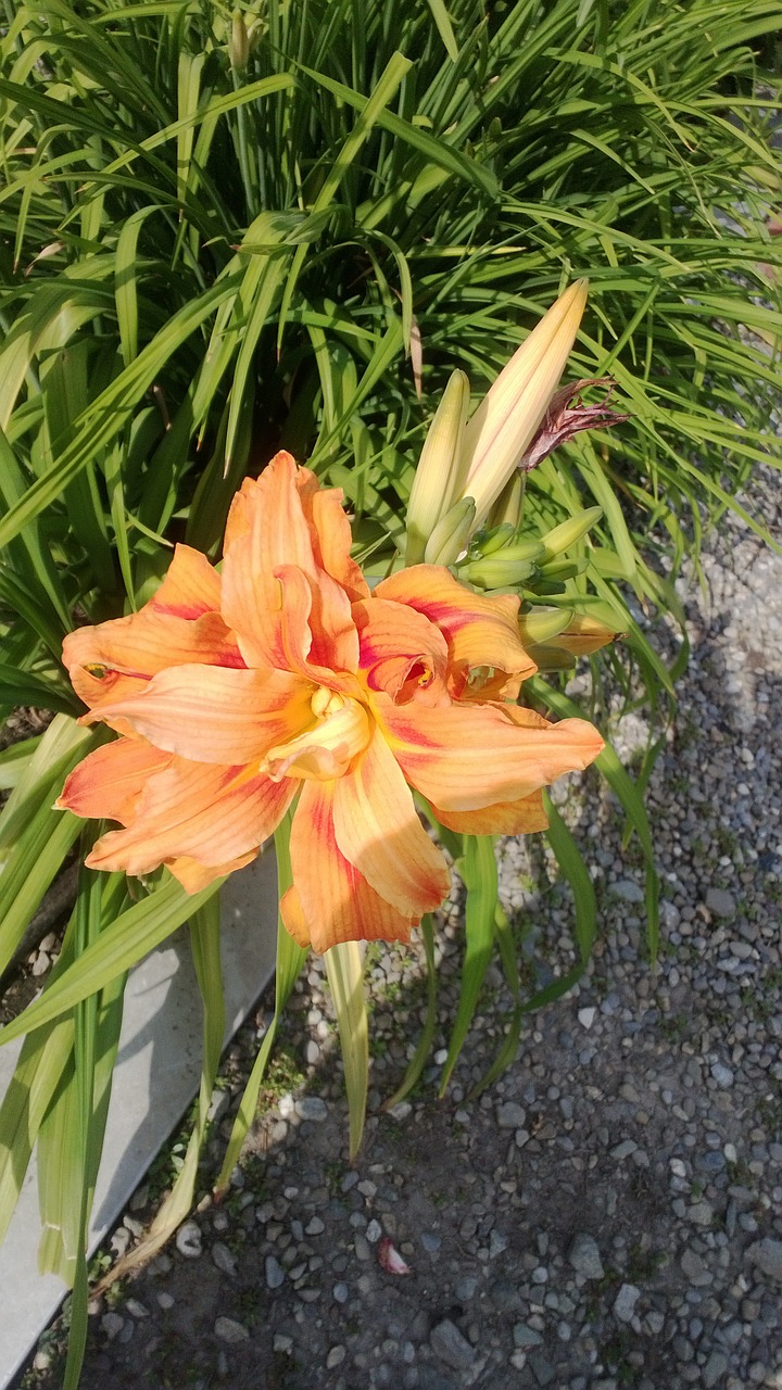 flower hemerocallis summer flowers free photo