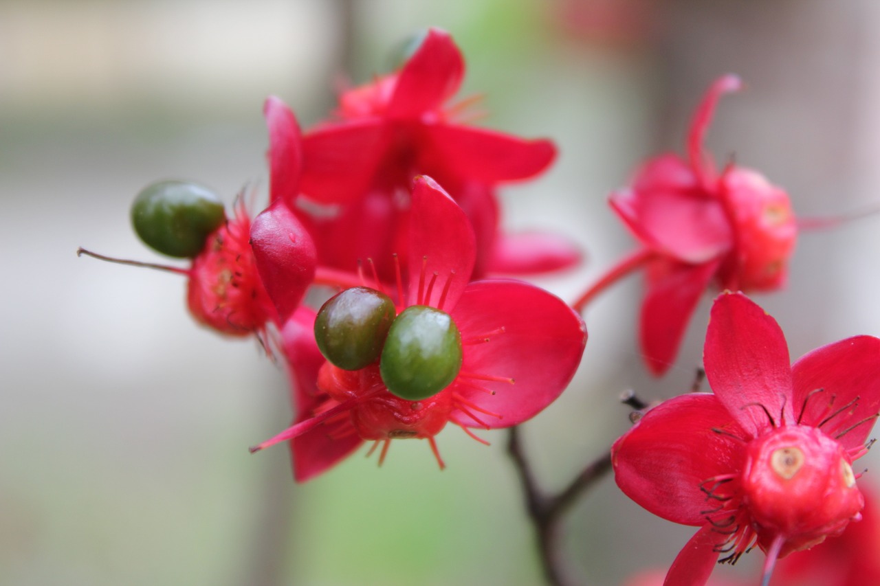 flower red flower hua xie free photo