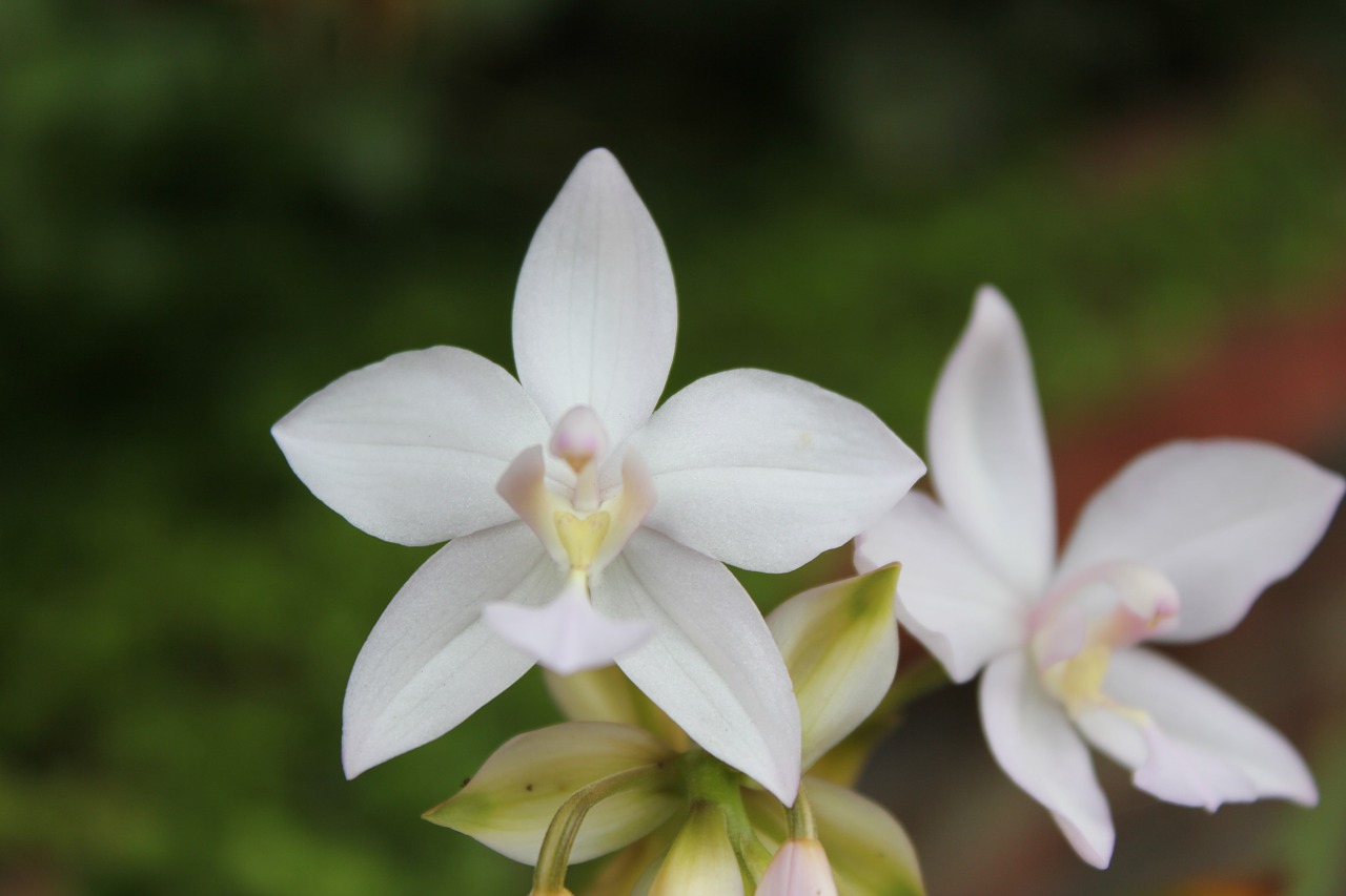 flower orchid white flower free photo