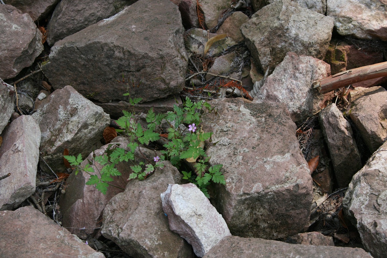 flower plant stone free photo