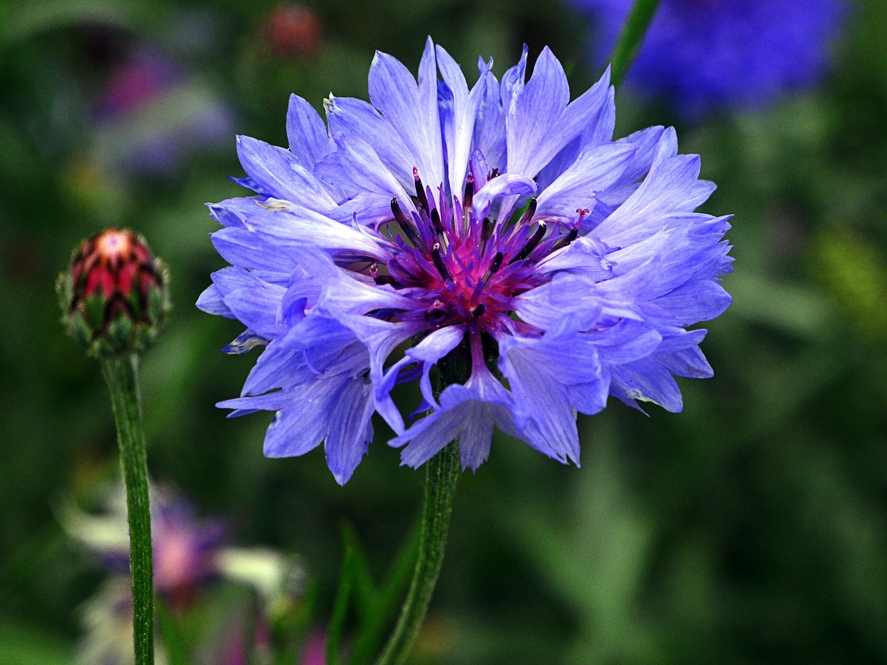 flower bright nature free photo