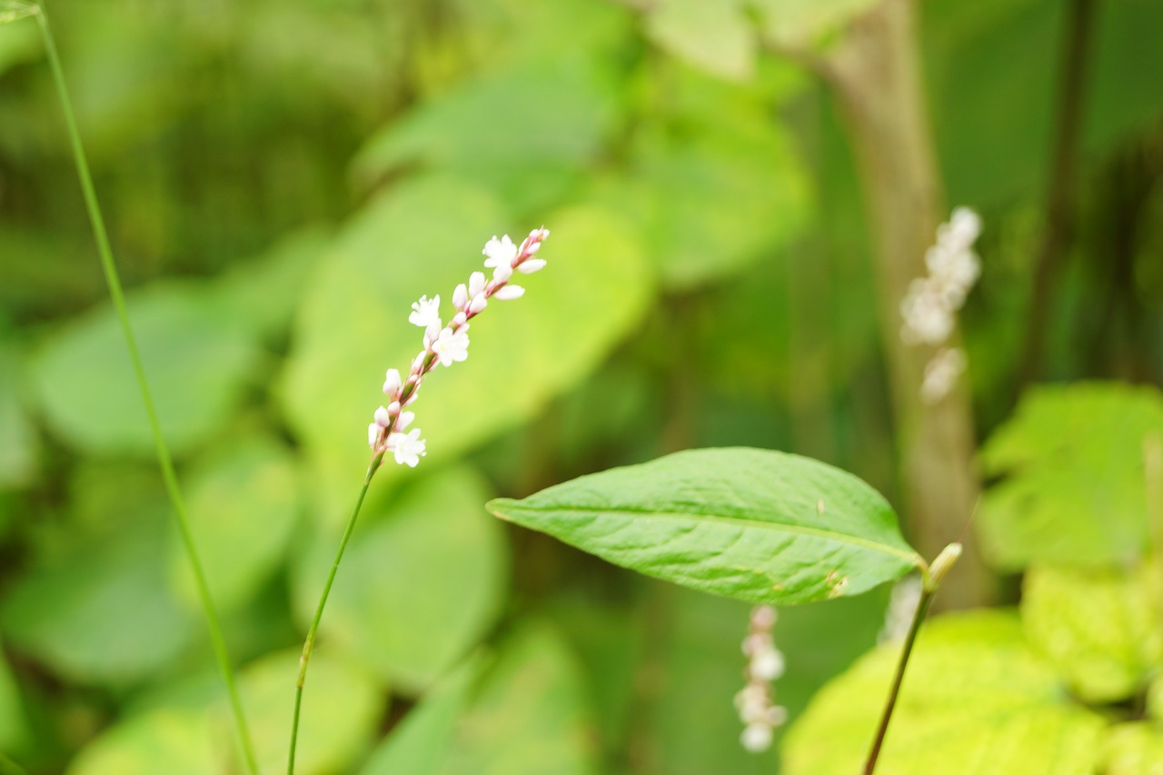 flower green grass free photo