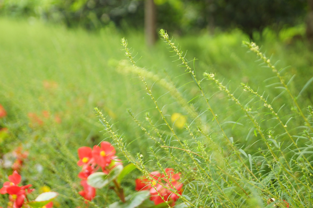 flower green grass free photo